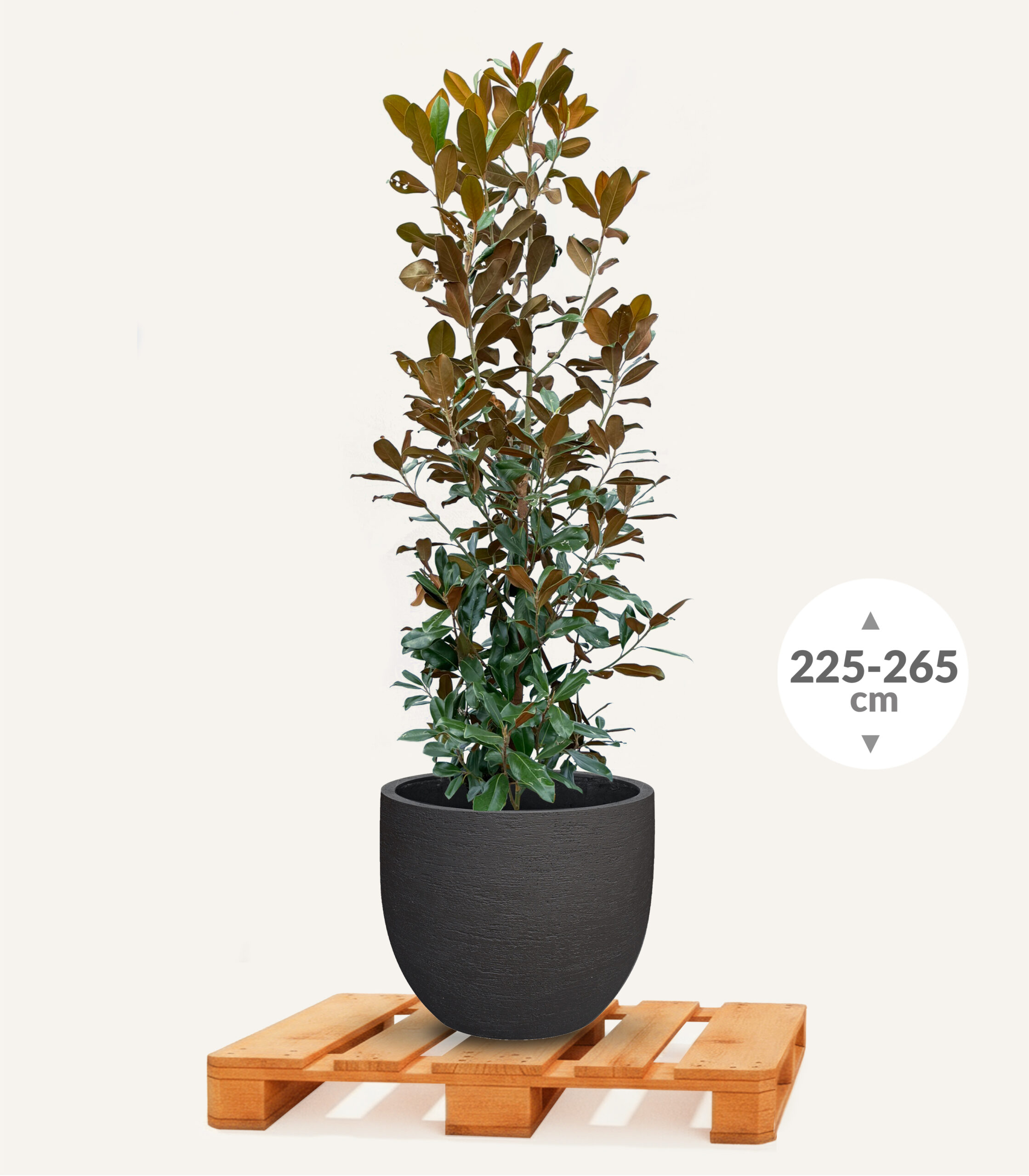 Magnolia_grandiflora_Goliath_225_250_Terenno_New_Egg-pot_65_Earth_EGBP435_1 - Evergreens
