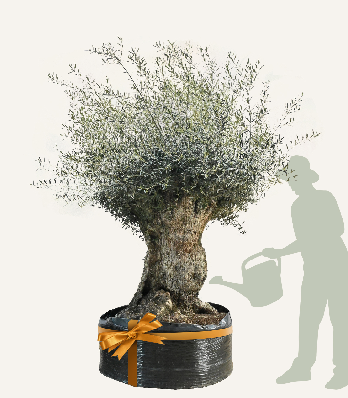 Olijfboom_Olea-europaea_Bonsai_170_190_EGO012_1 - Evergreens