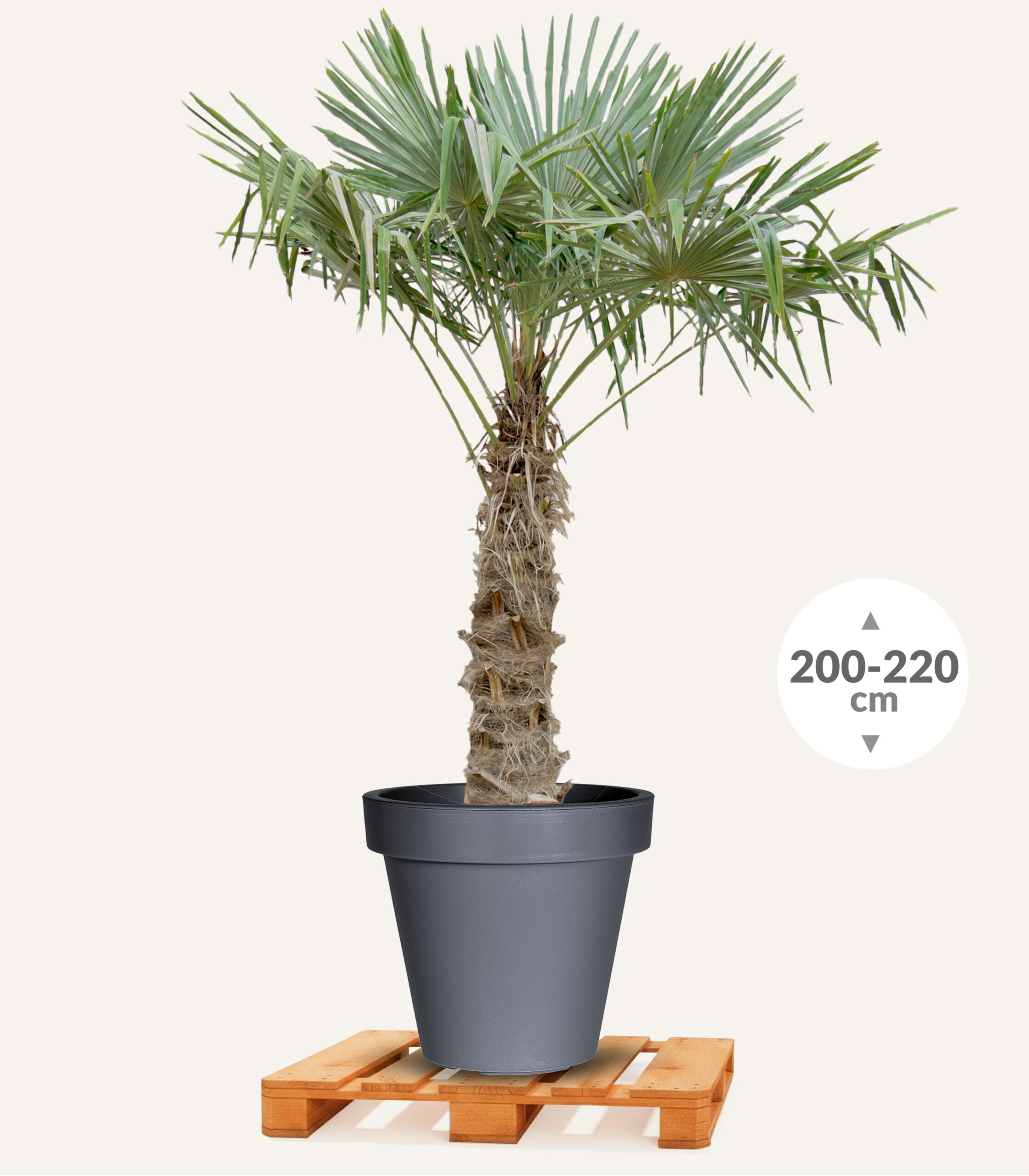 Palmboom_90_100_Buddy_080_Antraciet_EGBP118_1 - Evergreens