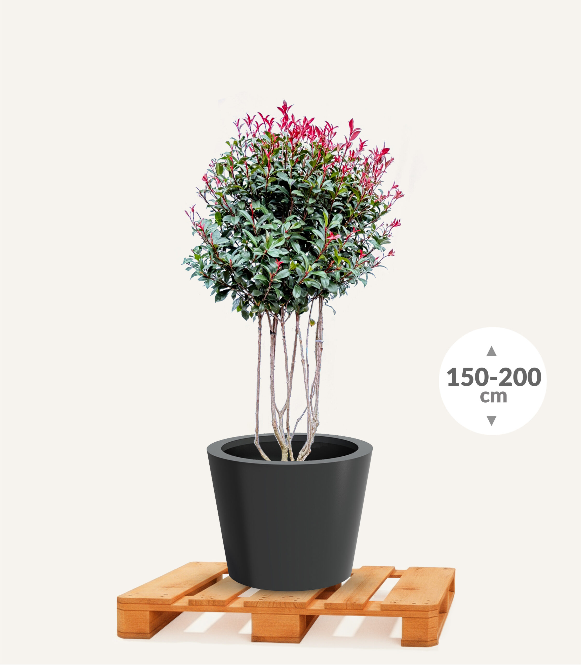 Photinia_fraseri_Robusta_Compacta_150-_Meerstam_Connic_63_Antraciet_EGBP322_1 - Evergreens