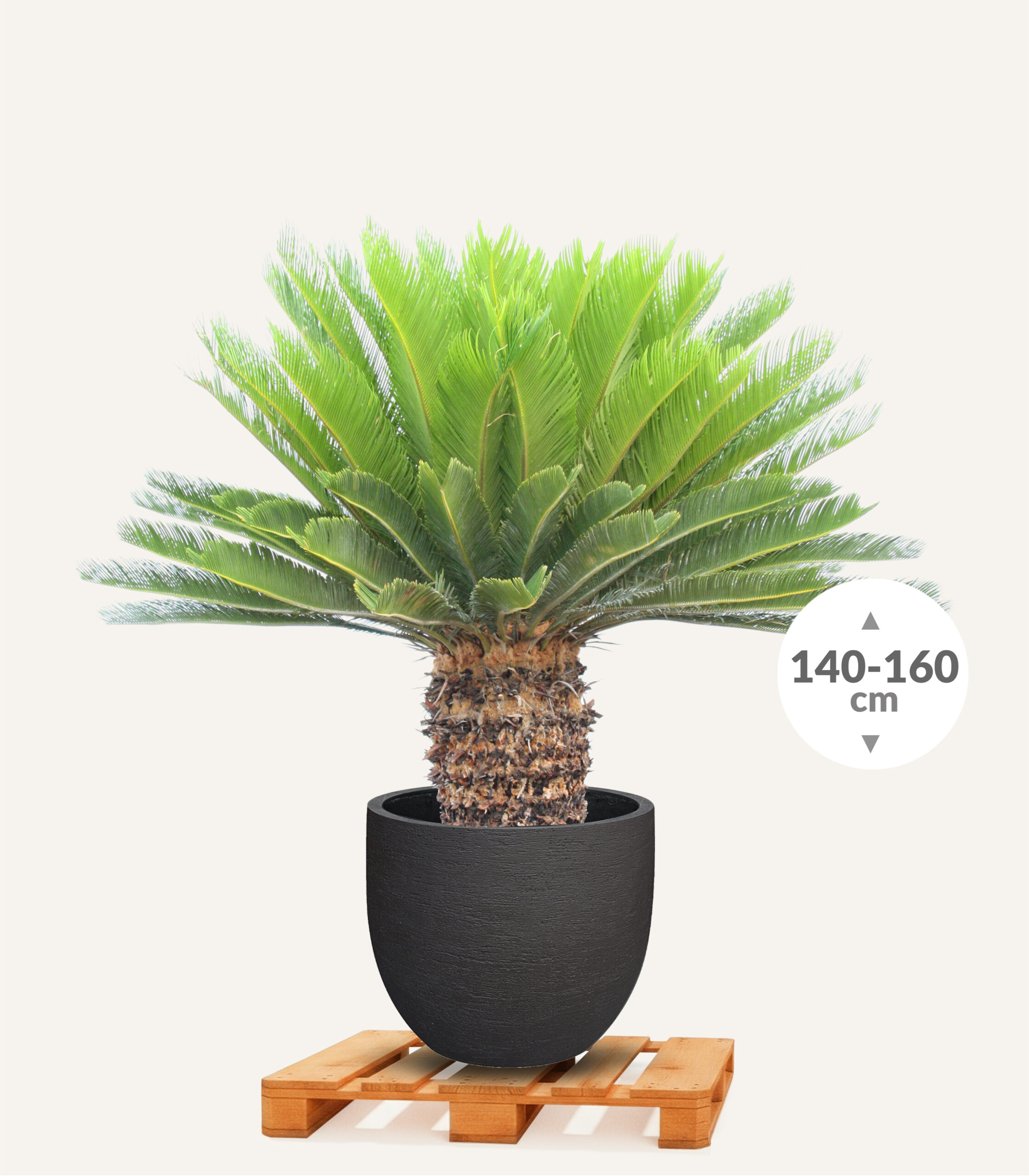 Vredespalm_30_40_Terenno_New_Egg_pot_80_Earth_EGBP184_1 - Evergreens