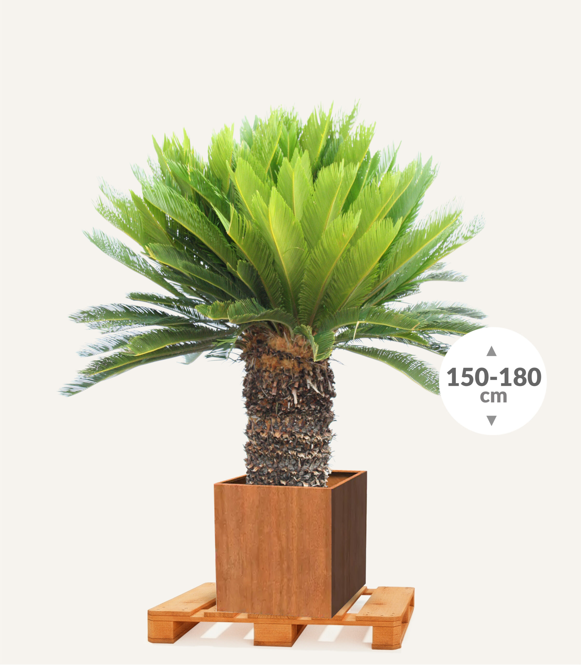 Vredespalm_40_50_Carrez_80_Corten_EGBP202_1 - Evergreens